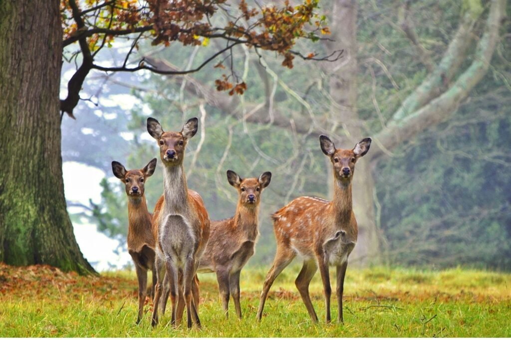 Nearest Metro Station to Deer Park